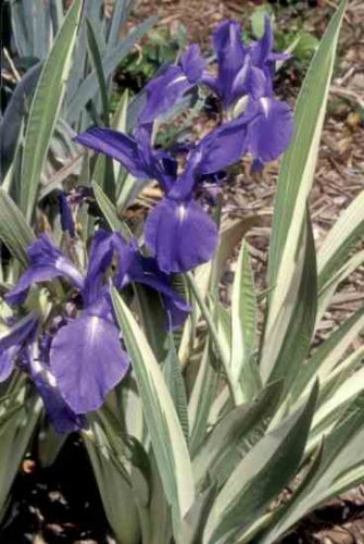 Iris Varieties and Care